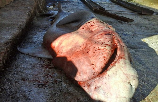 Prvi ulov u ovoj godini-volina duga 3,8 metara