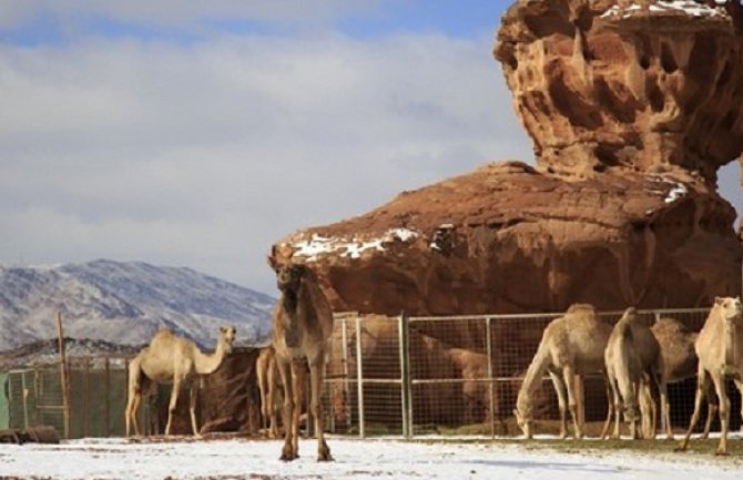 Saudijska Arabija pod bijelim pokrivačem,  kamile u šoku! 