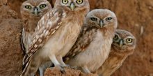 Sove koje su postale hit na internetu (VIDEO)