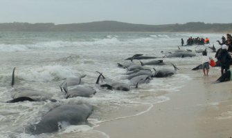 Na Novom Zelandu se nasukalo 200 kitova