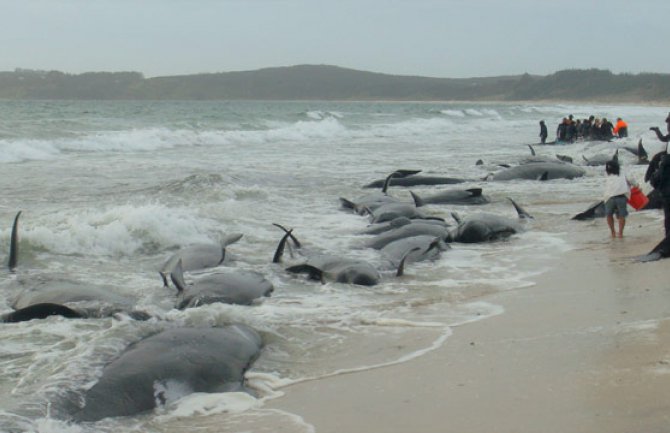 Na Novom Zelandu se nasukalo 200 kitova