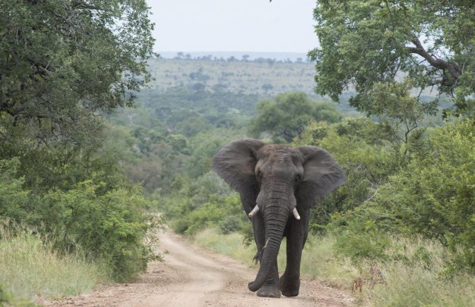  Nacionalni park Kruger, mjesto gdje možete vidjeti skoro sve vrste afričkih životinja