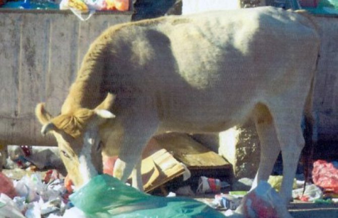 Sutomore: Napuštena stoka kontejnere pretvorila u ispasišta