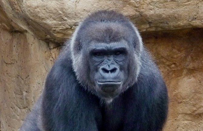 Zbog ubistva gorile muškarac iz Ugande osuđen na 11 godina zatvora