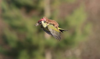 Nevjerovatan prizor: Lasica na krilima djetlića (FOTO)