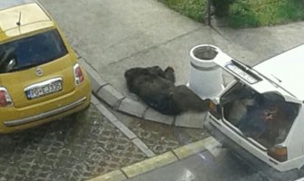 Medvjed bez glave izbačen na pločnik zbog uviđaja!