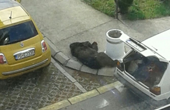 Medvjed bez glave izbačen na pločnik zbog uviđaja!