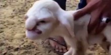 Rođeno jagnje sa ljudskim likom(VIDEO)