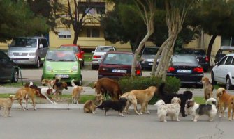 Čopor pasa lutalica uplašio Barane