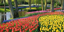 Cvjetni vrt Evrope: Keukenhof(FOTO)