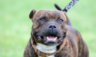 Buldog spasio cijelu porodicu od ubice