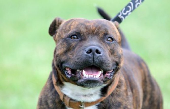 Buldog spasio cijelu porodicu od ubice