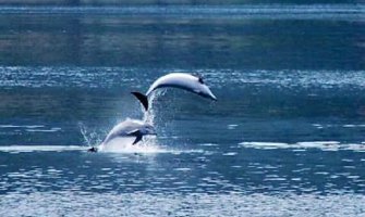  Delfini danas doplivali u Boku (Foto)