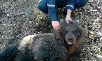 Medved napao ženu, pa je živu zakopao za sljedeći obrok 