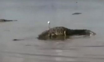 Krokodil pojeo dječaka (7) dok je otac gledao (Video)