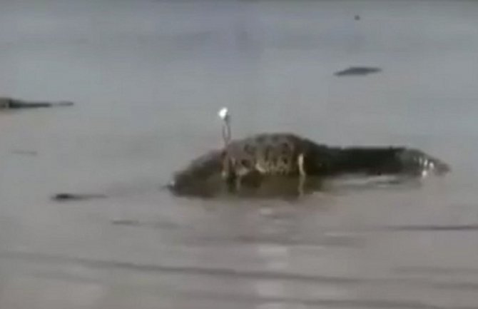 Krokodil pojeo dječaka (7) dok je otac gledao (Video)