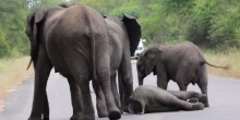 Slonovi nikada ne ostavljaju svoje(VIDEO)