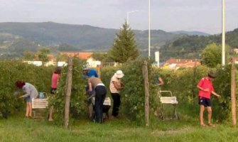 Sezonski radnici sa Balkana idu u Italiju bez posrednika
