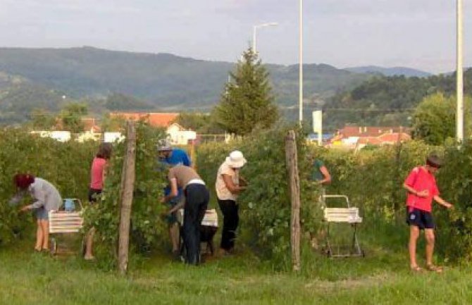 Sezonski radnici sa Balkana idu u Italiju bez posrednika