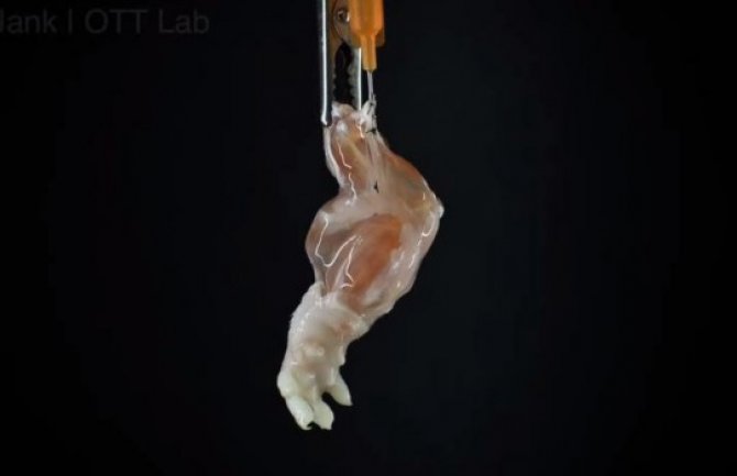 U laboratoriji uzgojena noga koja može da osjeća i hoda! (VIDEO)