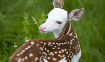 Upoznajte Dregona: Rođeno lane sa bijelim licem