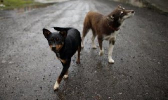 Psi lutalice Nikšićaninu zaklali morke, paunove, i drugu rijetku živinu