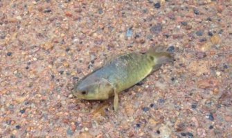 Ova riba  hoda po kopnu i guši predatore (VIDEO)