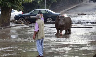 Ulicama glavnog grada Gruzije šetaju divlje životinje
