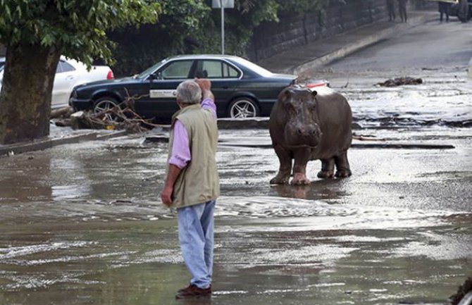 Ulicama glavnog grada Gruzije šetaju divlje životinje