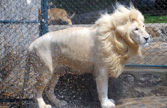 Odbjegli lav ubio čovjeka u Tbilisiju!