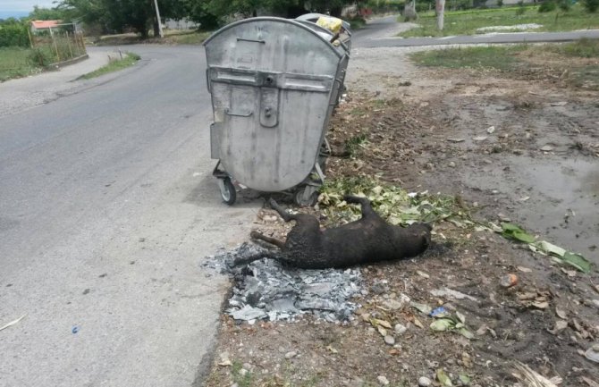 Zapaljeno prase pored kontejnera