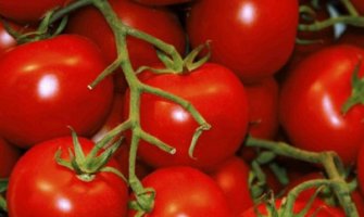 U Makedoniji 10 kg paradajza jedan evro!