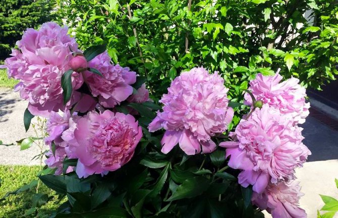 Danas sunčano i toplije, do 33 stepena