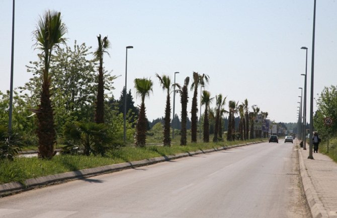 Za tri godine u Ulcinju stradalo 30 palmi