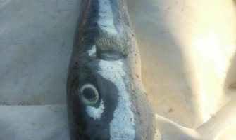 U Bečićima ulovljena otrovna riba (Foto)