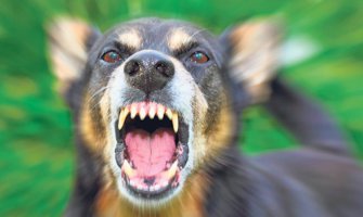 2.000 eura odštete zbog ujeda psa lutalice