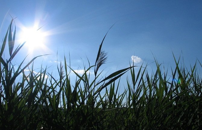 Sunčano i veoma toplo, do 37 stepeni