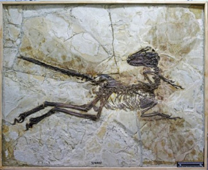 642009dinosauruskinafototanjugapff