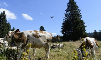 Švajcarska vojska spašava krave