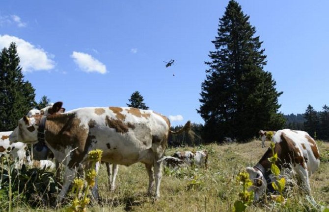 Švajcarska vojska spašava krave