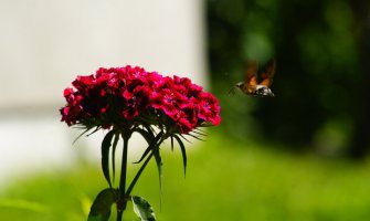 Sunčano, do 37 stepeni