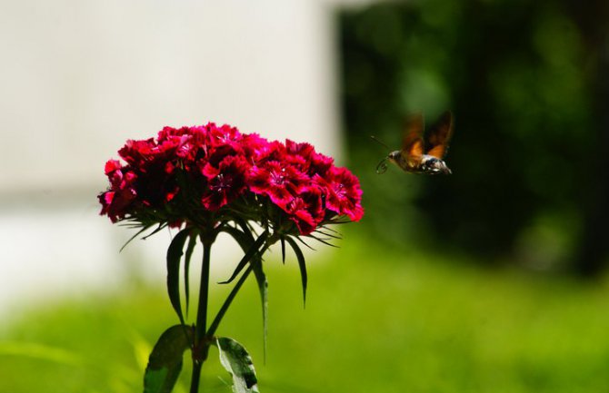 Sunčano, do 37 stepeni