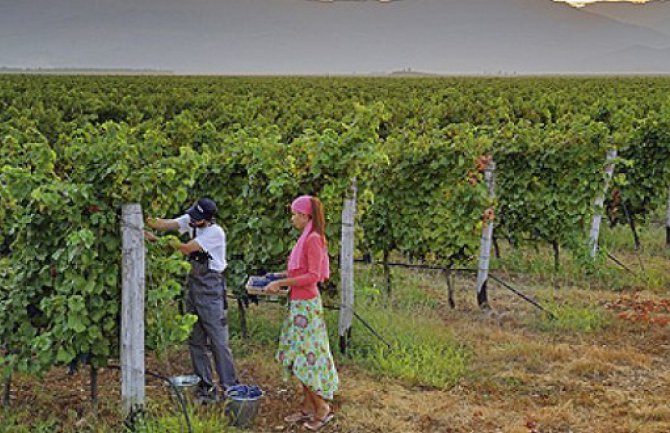 Plantaže traže 700 sezonskih radnika