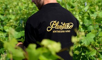 Počela berba šardonea: Radnici dnevno uberu 150.000 kilograma grožđa