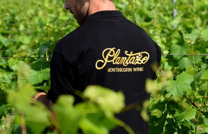 Počela berba šardonea: Radnici dnevno uberu 150.000 kilograma grožđa