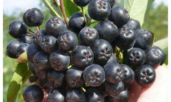 Proizvođači aronije žele sastanak sa ministrom