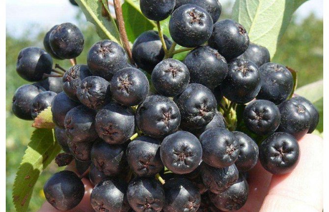 Proizvođači aronije žele sastanak sa ministrom