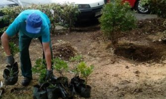 Radnici Zelenila uređivali Moskovsku ulicu