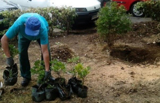 Radnici Zelenila uređivali Moskovsku ulicu