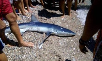 Mladunče ajkule doplivalo do plaže „Lobelia